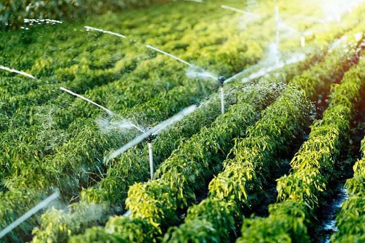 Du học ngành nông lâm nghiệp Trung Quốc