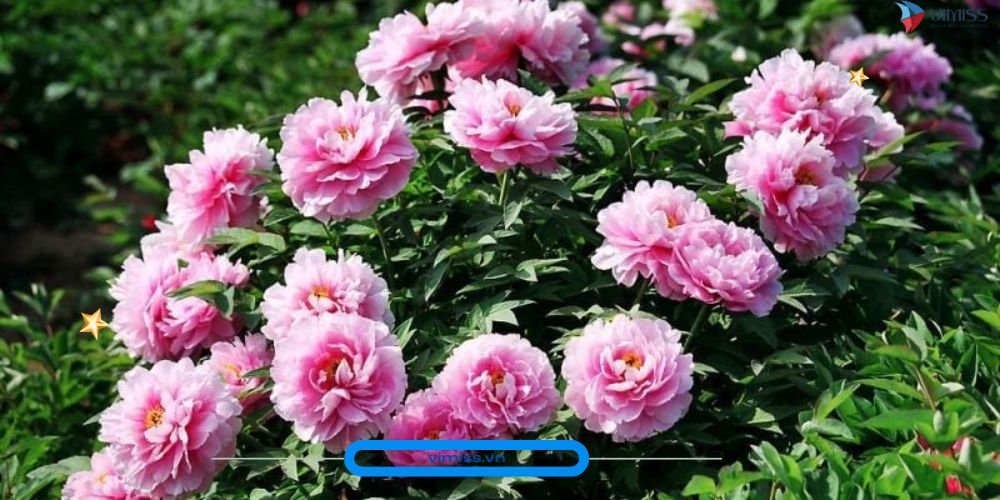 Mùa Thu Ở Trung Quốc có hoa gì? Top 5 loài hoa biểu tượng